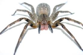 Dedetização de Aranhas