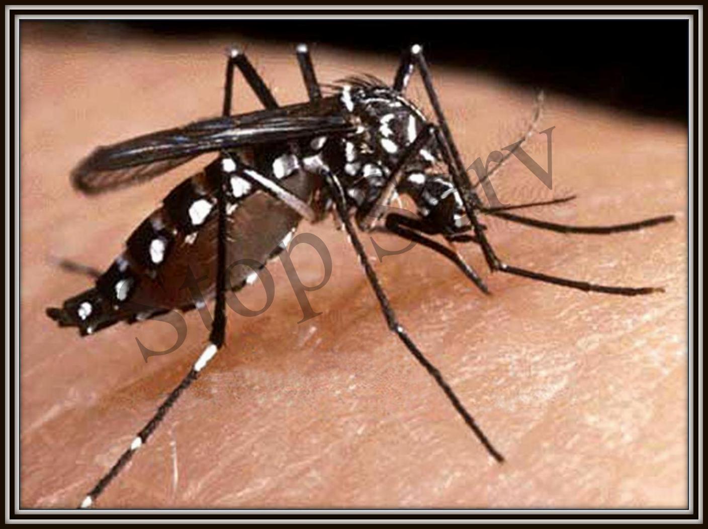 Dengue